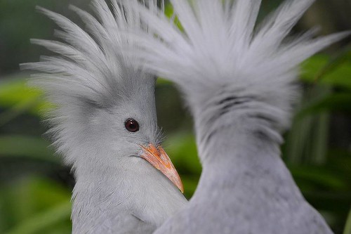 Cagou bird