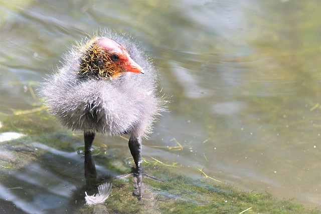 Coot Chick Chic (Chosen as the group cover photograph for Awesome Birds July 2017.)