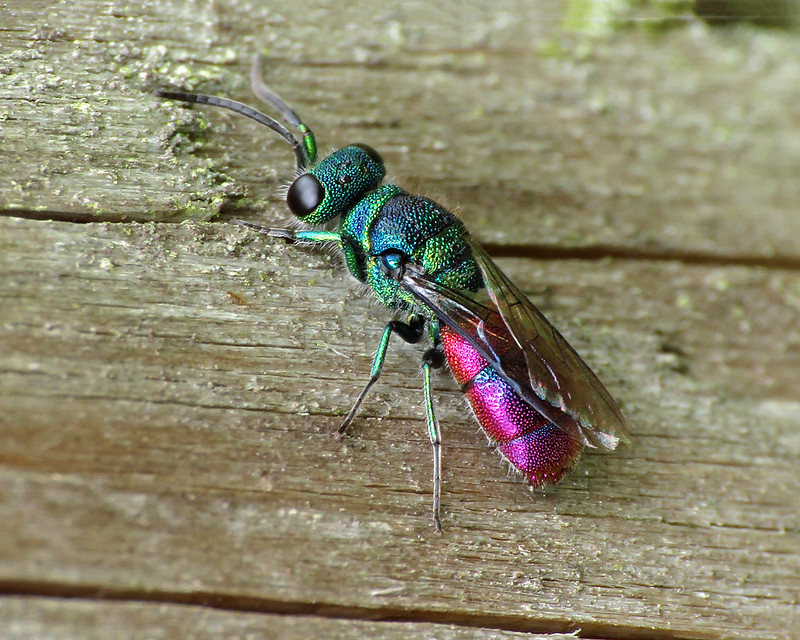 Chrysis ignita sensu lato - Ruby-tailed Wasp [A]