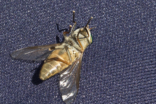 macromondays bottomsup greenhead bitingfly horsefly fly flies pest insect bug six legs belly up wings bellyup
