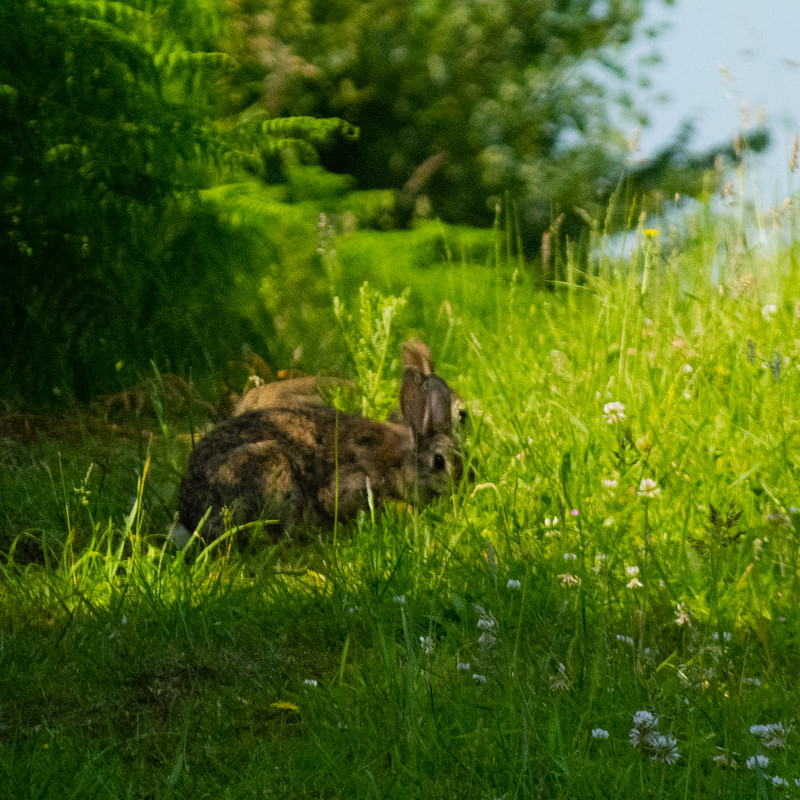 Rabbits having a morning snack