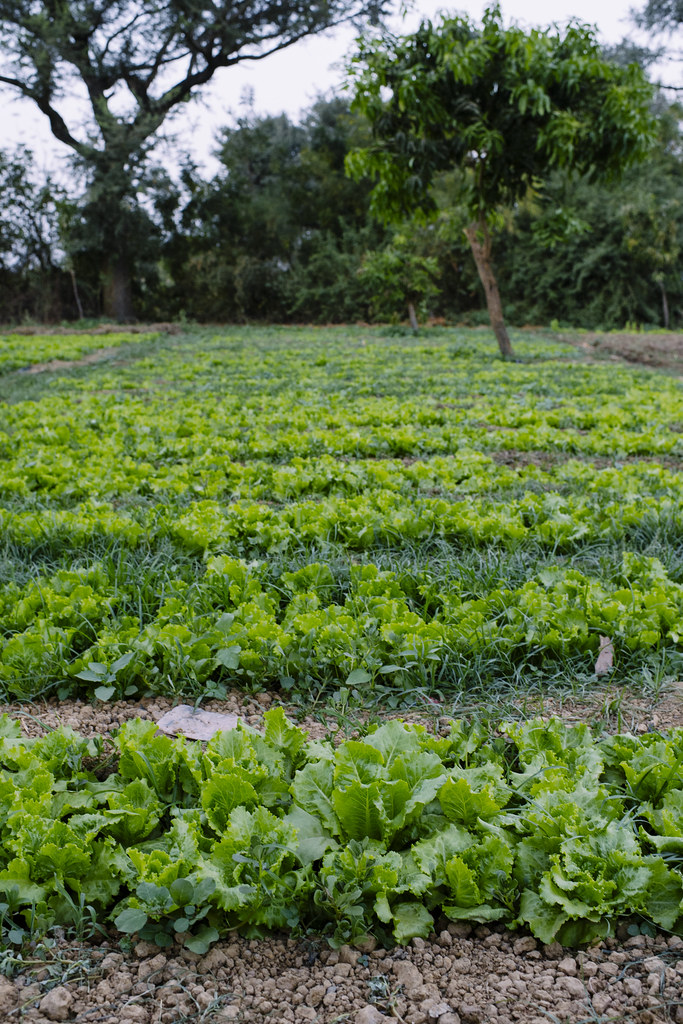 Lettuce growing in the lettuce field. At the village of Kongoussi, gardening area, near Lake Bam. Maize, cabbage, lettuce, potatoes,...