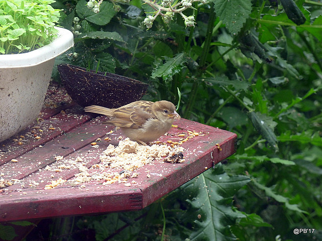 Young House Sparrow