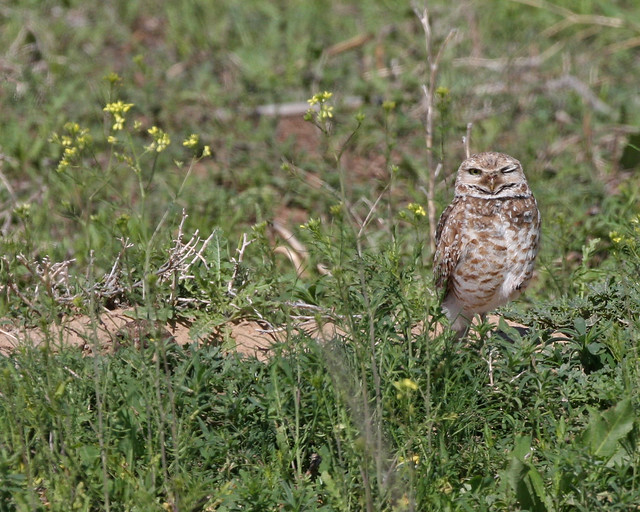 Burrowing Owl 9281