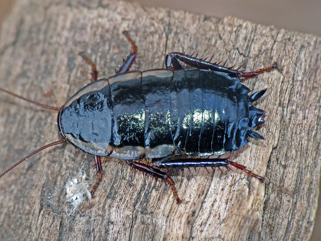Gisbourne cockroach Drymaplaneta semivitta