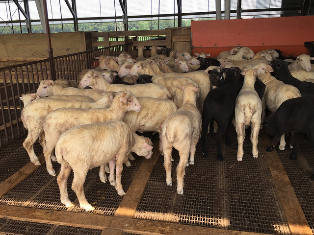 Lambs on slats