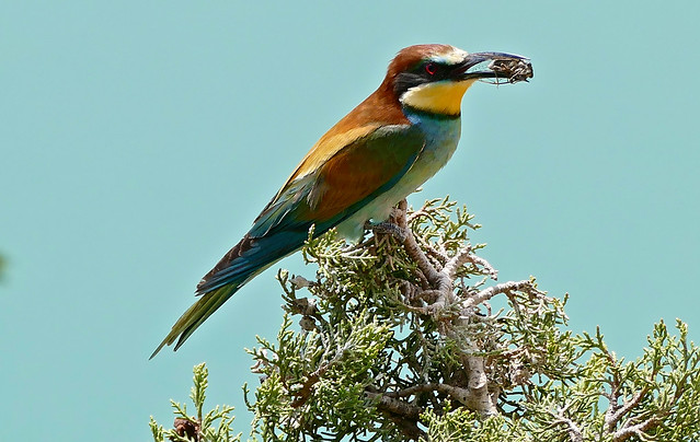 European Bee-eater (Merops apiaster) with a cicada in its bill ...