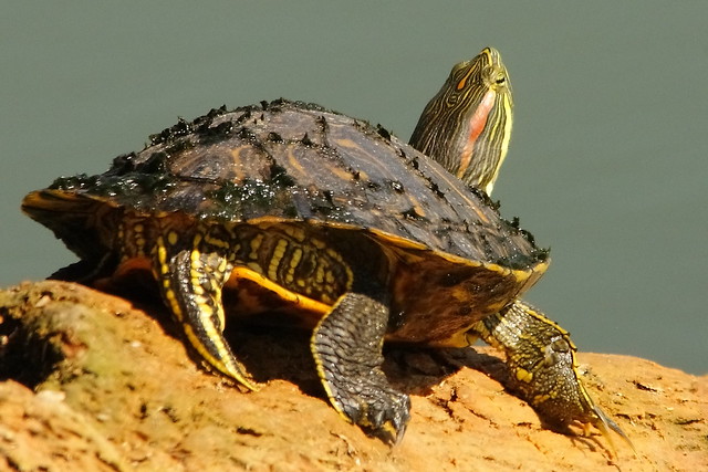 3S5X7586 Red Eared Turtle