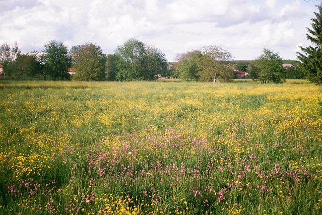 the meadow
