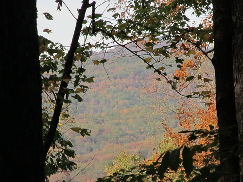 oakridge tennessee greenway seasons fall autumn mountain slope hill trees fallleaves nature