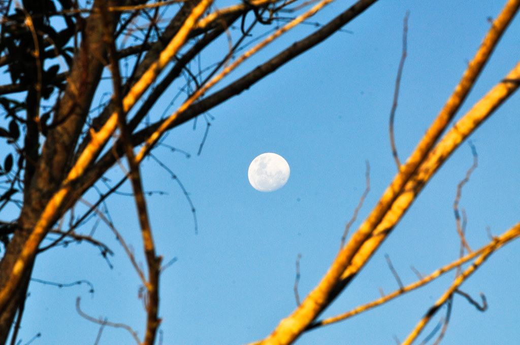 A gibbous moon during the day from the Amazon river, Brazil.