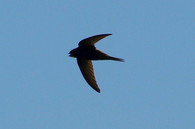 IMGP4984 Swift in flight, Frampton Marsh, June 2015