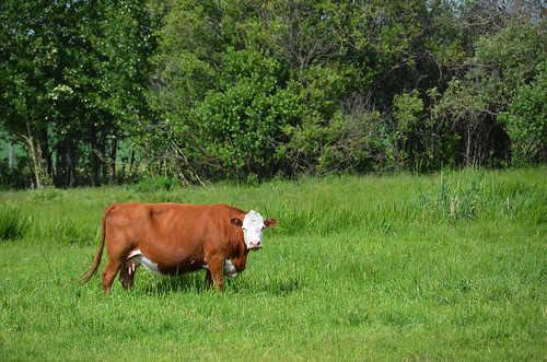 summer canada animal june cow big alberta 6月 2015 六月 カナダ minazuki 水無月 アルバータ州 rokugatsu monthofwater 平成27年