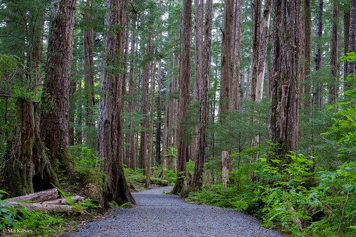 trees alaska hiking trail greatphotographers