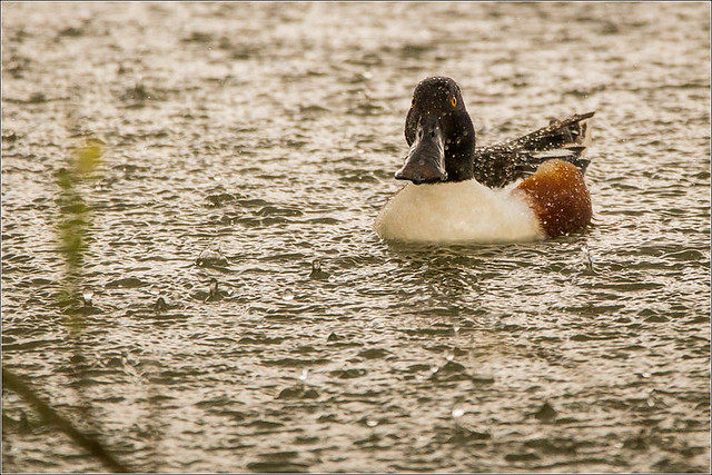 Water off a Ducks Back or a Shoveler in the Rain