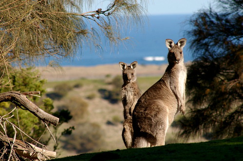 Kangaroos at Tower Hill | by Warrnambool City