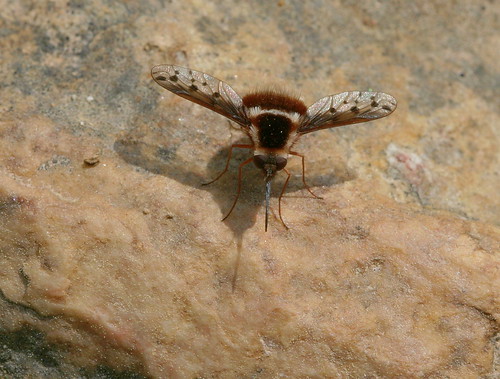insect diptera fly bombyliidae bombyliinae bombylius bombyliuspygmaeus beefly northcarolina piedmont enoriver occoneecheemountain canonef100mmf28macrousm fridayflyday inaturalist