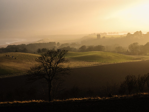 olympus landscape winter montrose angus omdem1 lunanbay scotland olympusomdem1 tree