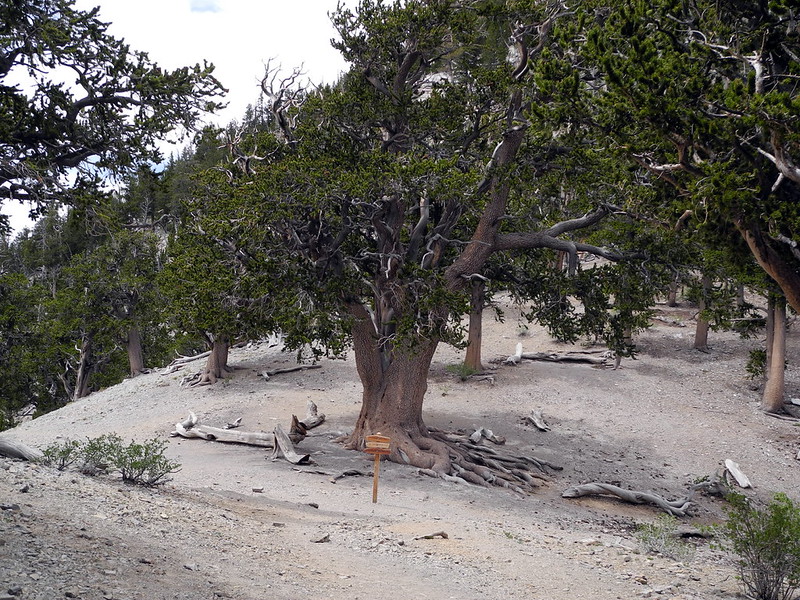 Raintree at Mt. Charleston