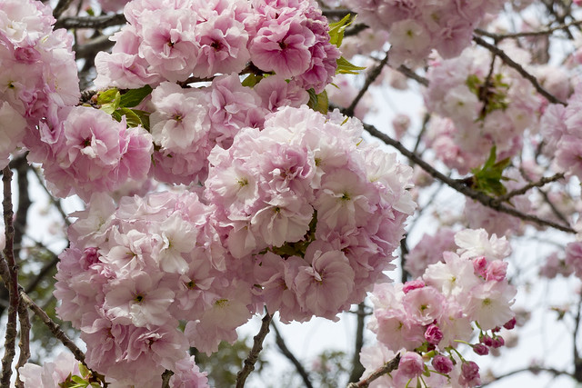 板橋界隈 - 桜 Cherry blossoms