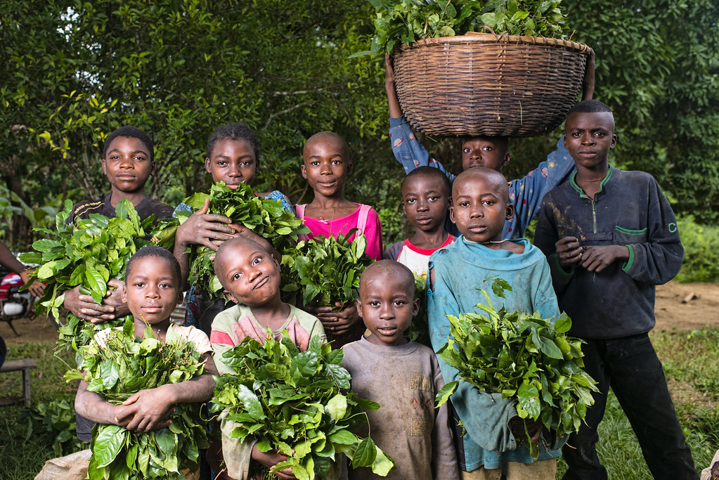 Portrait of children, from the village of minwoho, with their Gnetum (okok) harvest, Lekié, Center Region, Cameroon.