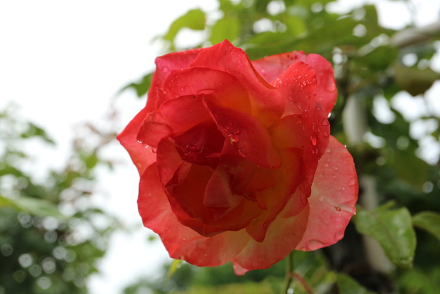 平塚市総合公園のバラ