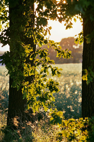 sunset golden hour film fuji superia200 nikon f3 135mm eseries nikkor filmisnotdead scan leaf oak rapeseed field rural lower saxony germany
