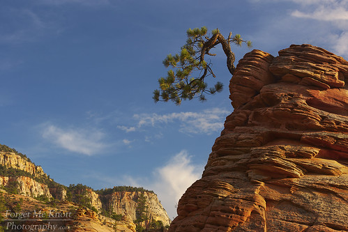 zionnationalpark utah desert zion butte tree bonsai bonsaitree zionbonsai zionbonsaitree clouds sunset sunrise cliffs plateau mesa sandstone rocks boulders