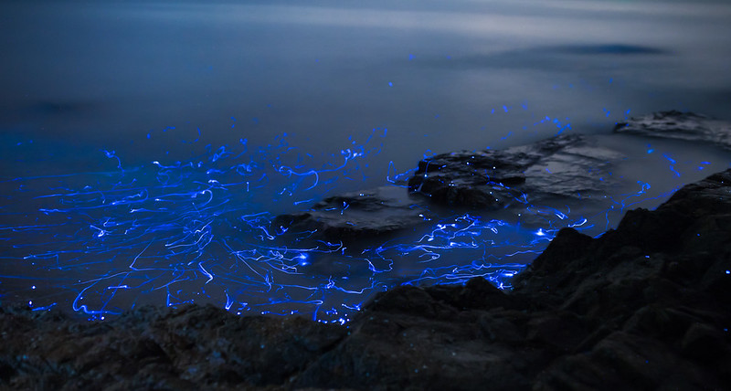 High-res timelapse photo of "Vargula Hilgendorfii", or "sea fireflies", as they group together. A species of bioluminescent shrimp native to Japan.