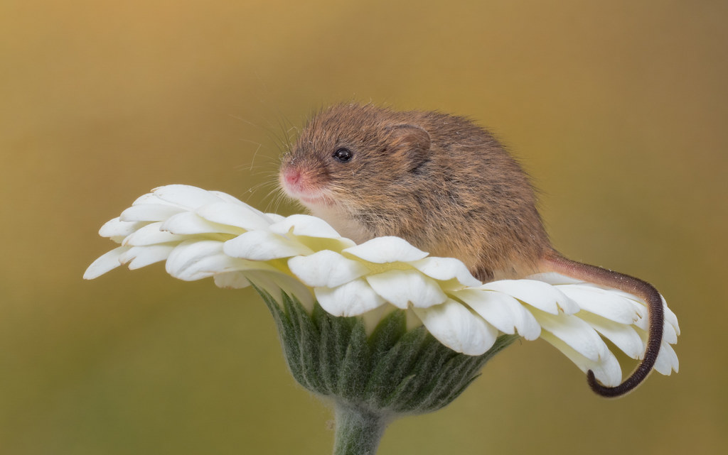 Harvest mouse (Explored)