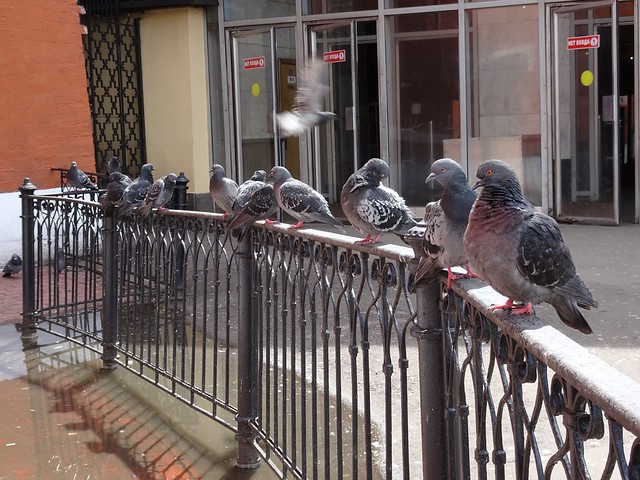 Tauben in Moskau