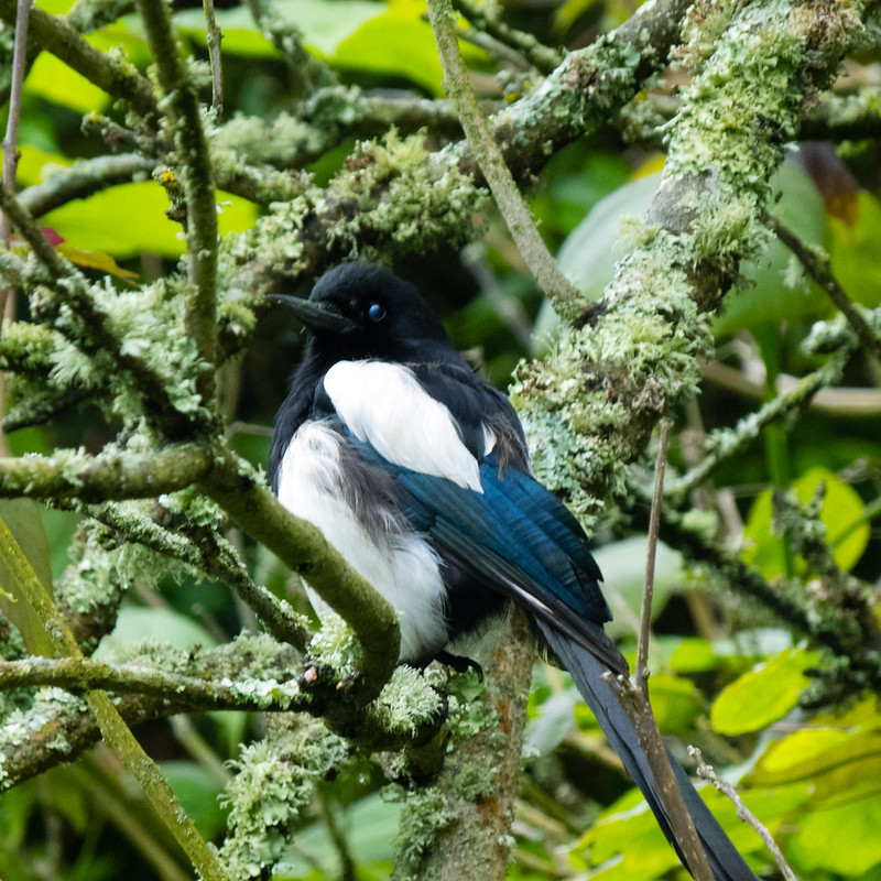 Magpie on the q.v., Morrab Garden, Penzance
