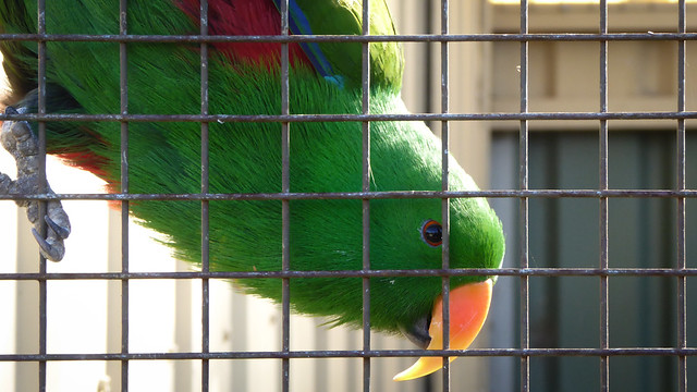 Polite Parrot ~ Explored