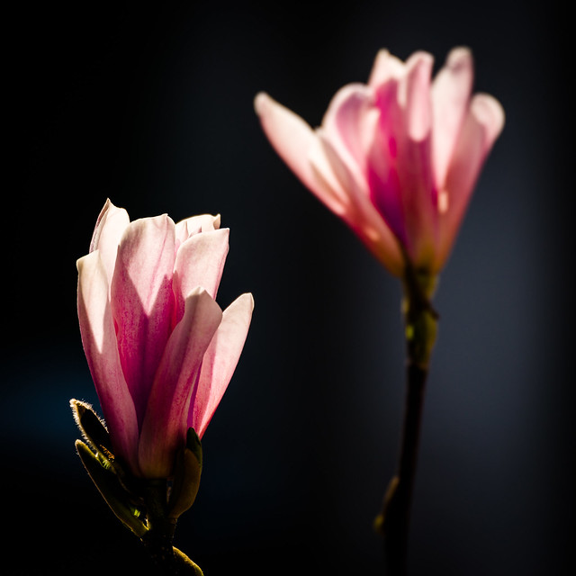 back lighted magnolia