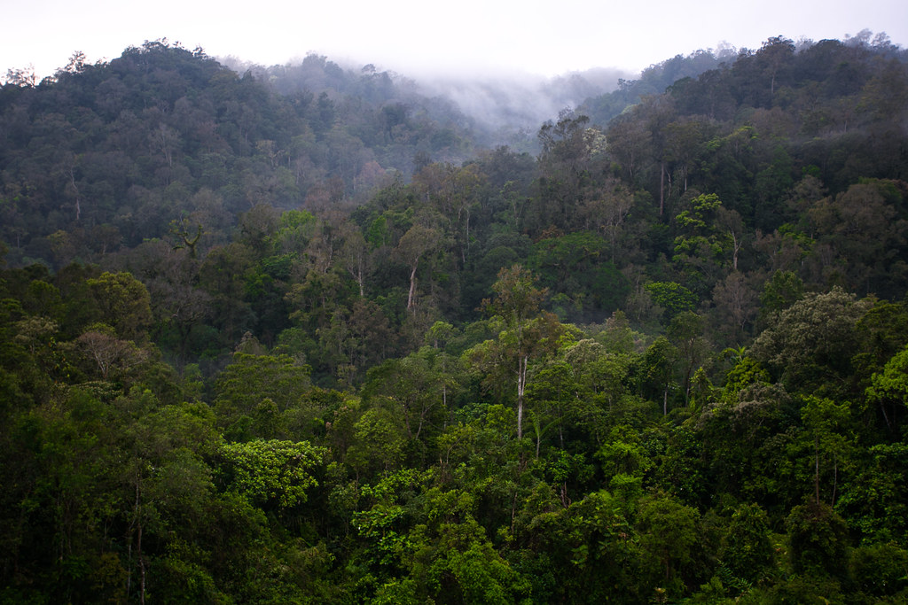 Forest in Gunung Halimun-Salak National Park, Java, Indonesia.