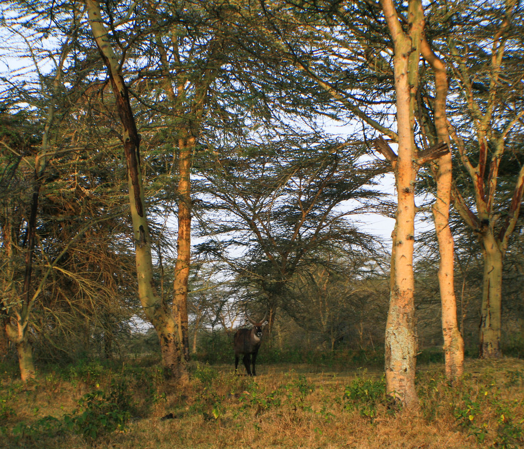 Landscape of Kenya. Photo by Terry Sunderland/CIFOR cifor.org blog.cifor.org If...
