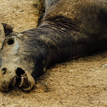 Horse Carcass Face, Colombia