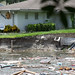 7/2017 Sinkhole on Ocean Pines Drive, Lake Padgett Estates, Pasco County, Florida