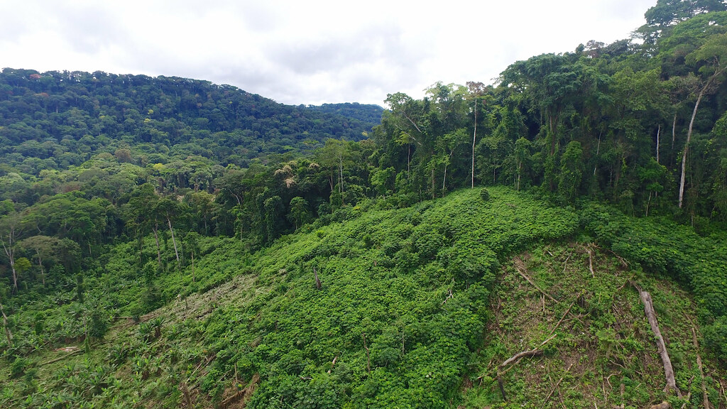 Aerial view of a forest area in SW Cameroon that has been started planted by crop and oil palm.