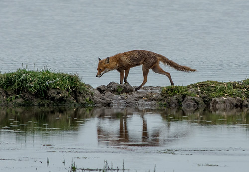 JWL1908  Foxy.. | by Jeff Lack Wildlife&Nature