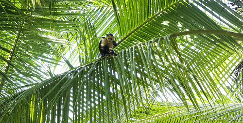 Costa Rica 2016 (134 of 200) | by gracemcleod94