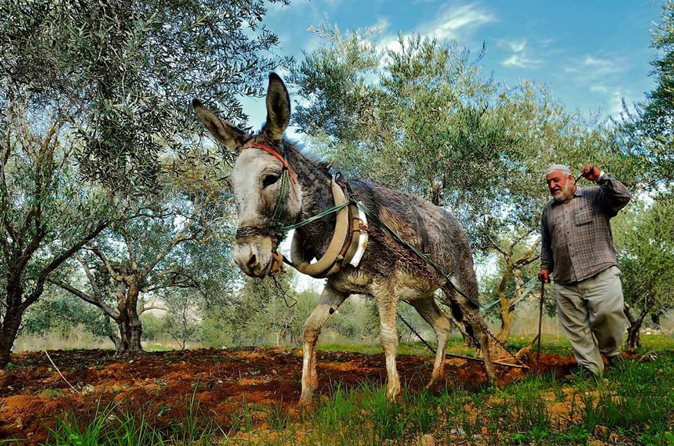 الفلاح الفلسطيني حراثة الارض بين اشجار الزيتون فلسطين Flickr