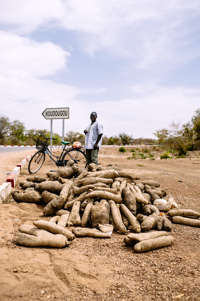 Cassava (Manihot esculenta) waiting to be loaded for Ouagadougou, Burkina Faso.