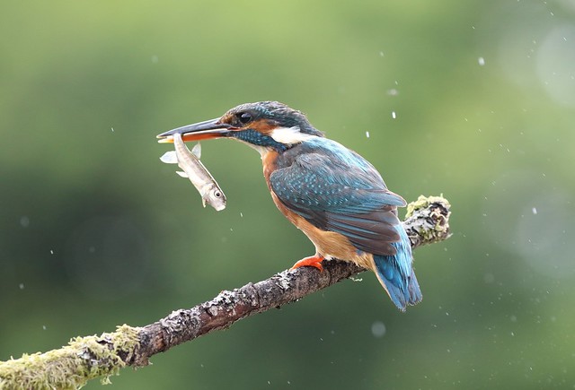 Female Kingfisher with prey