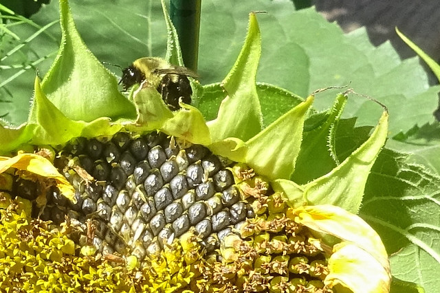 Bee In The Sun