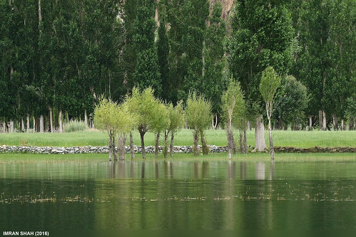 elements ghizer gilgitbaltistan greenery landscape location pakistan phundar river tele trees vegetation water