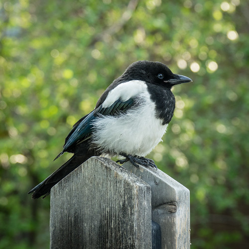 juvenile magpie