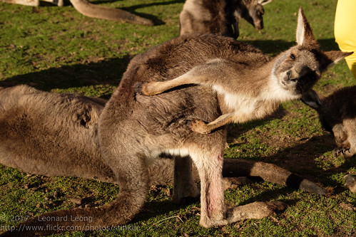 hobart bonorongwildlifereserve tasmania kangaroo australia