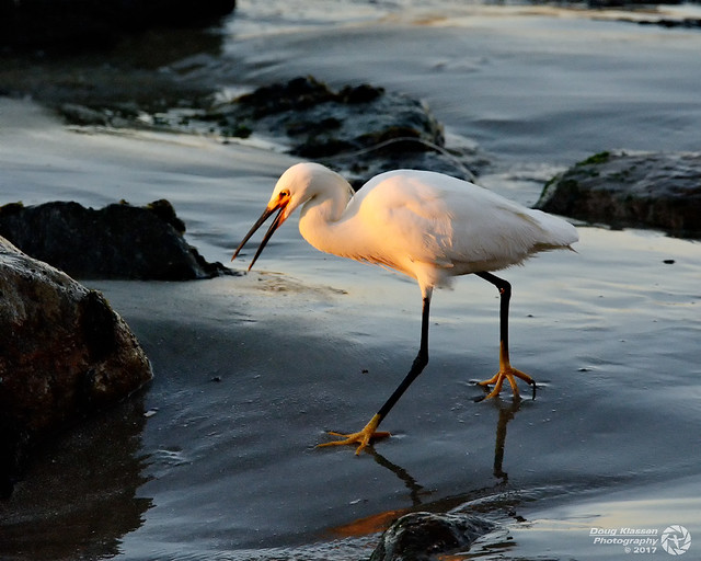 Egrets fishing in the surf at sunset