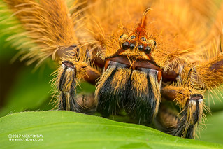 Huntsman spider (Heteropoda davidbowie) - DSC_7075